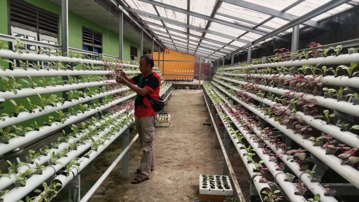 Siswa MAN 1 Bungo Tunjukkan Kemajuan di Program Hidroponik