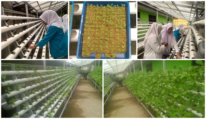 HIDROPONIK SALAH SATU JURUSAN YANG DIMINATI SISWA/I MAN 1 BUNGO PLUSÂ KETERAMPILAN