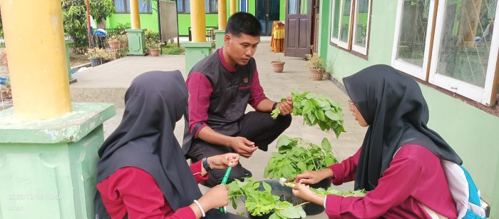 Panen Raya Hidroponik MAN 1 Bungo Hasilkan Sayuran Berkualitas