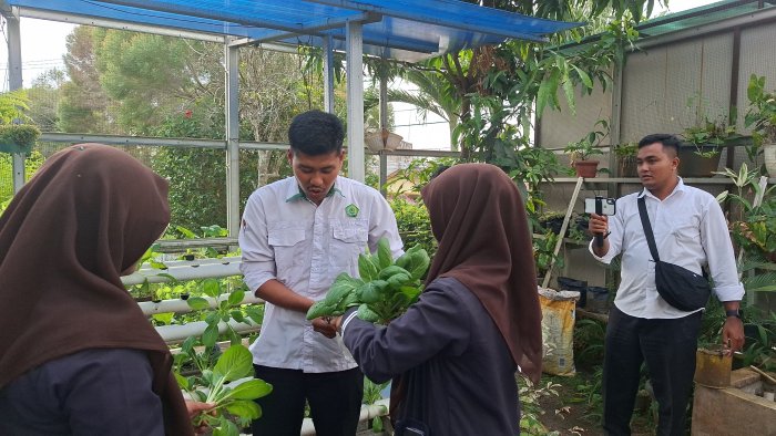 MAN 1 Bungo Gelar Panen Hidroponik, Siswa Belajar Praktik Pertanian Modern