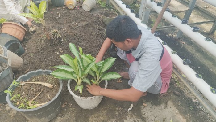 Bapak Syamsul Bahri Lakukan Peremajaan Tanaman di Green House MAN 1 Bungo