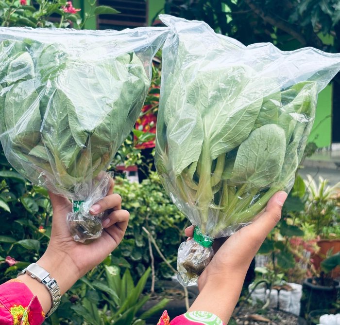 Siswa MAN 1 Bungo Lakukan Pengepakan dan Pendistribusian Pakcoy Hasil Hidroponik