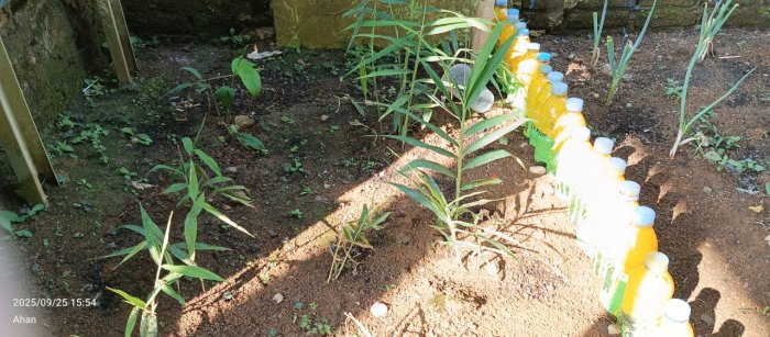 Taman MAN 1 Bungo Jadi Kebun TOGA Apotek Hidup Sekolah