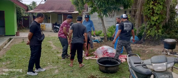 Tanamkan Jiwa Kepedulian, MAN 1 Bungo Sukses Gelar Penyembelihan Hewan Kurban Idul Adha 1447 H