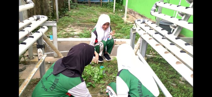 Hari Pertama PKL: Siswa Hidroponik MAN 1 Bungo Bersihkan Greenhouse dan Lakukan Pembibitan