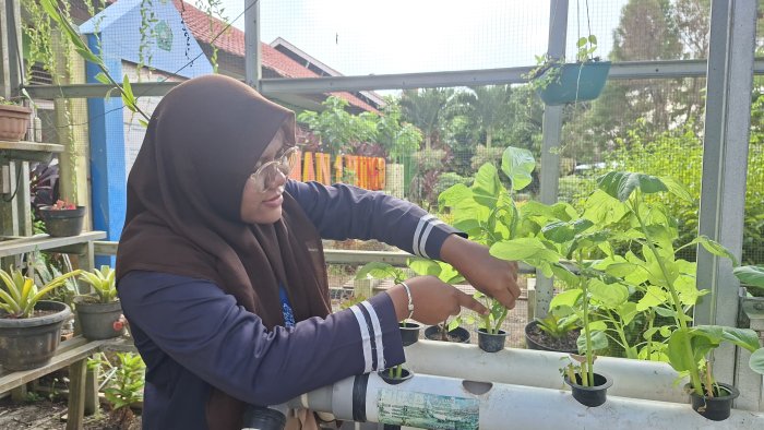 Siswa MAN 1 Bungo Panen Bayam di Green House Siswa MAN 1 Bungo Panen Bayam di Green House