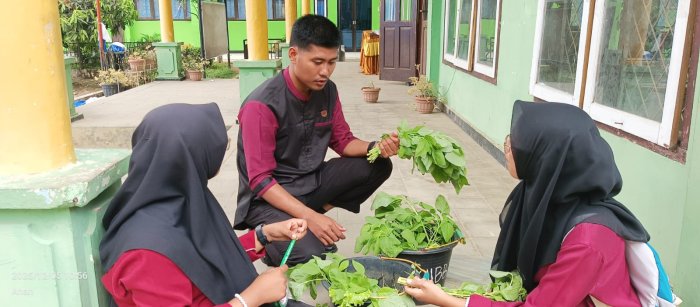 Siswi MIPA 2 Panen Sayuran Hidroponik di MAN 1 Bungo