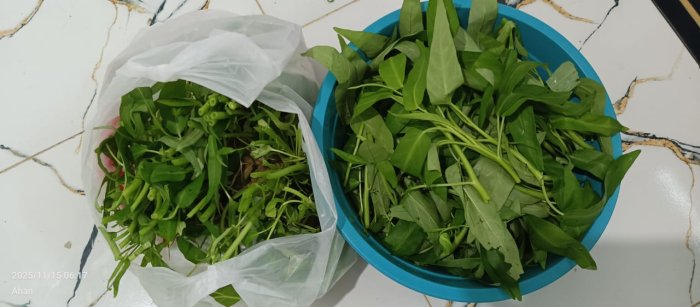 Hidroponik MAN 1 Bungo Dorong Kemandirian dan Edukasi Siswa